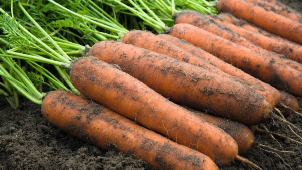 Carrot Nantes