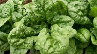 Spinach Bloomsdale