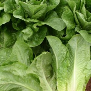 Lettuce Parris Island Cos