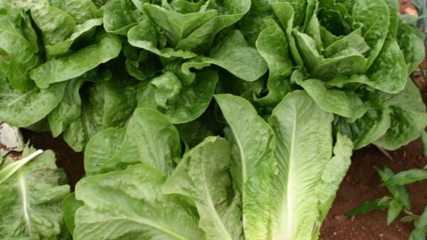Cos Lettuce Parris Island