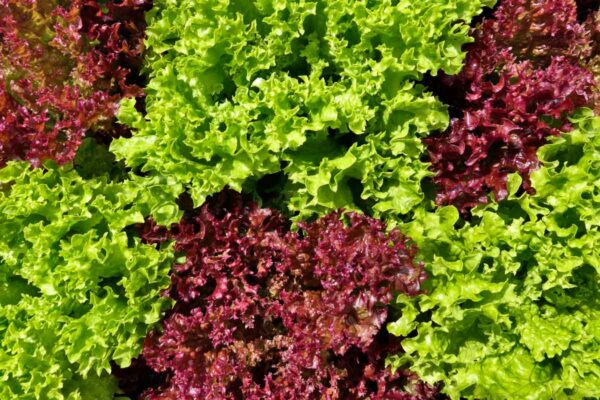 Lettuce Oakleaf Green