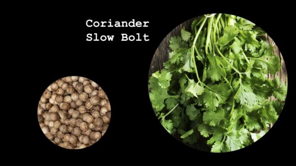 Coriander Slow Bolt