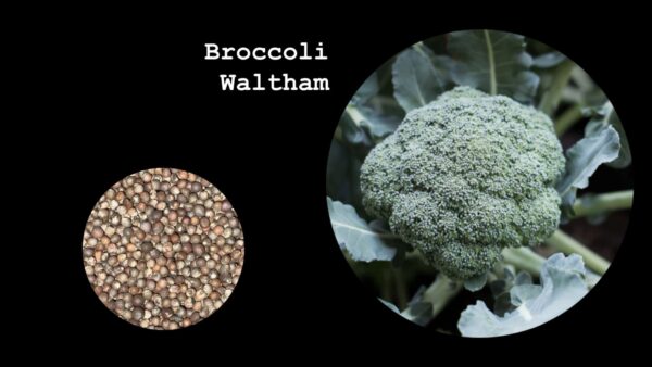 Broccoli Waltham