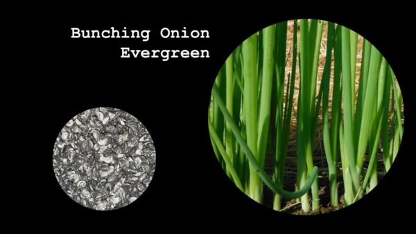 Bunching Onion Evergreen