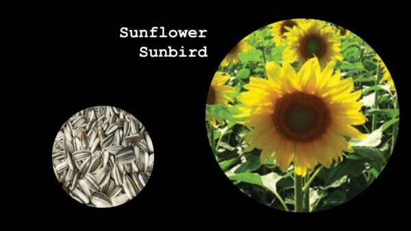 Sunflower Sunbird