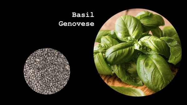 Basil Genovese