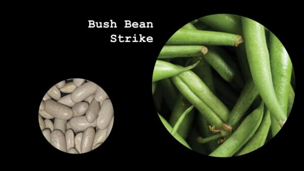 Bush Bean Strike