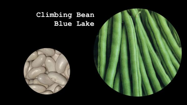 Climbing Bean Blue Lake