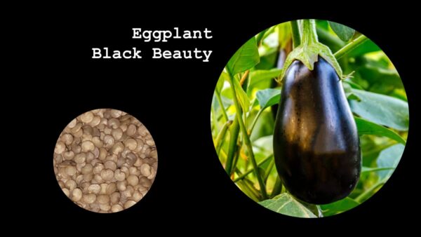 Eggplant Black Beauty