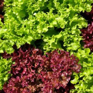 Lettuce Oakleaf Red