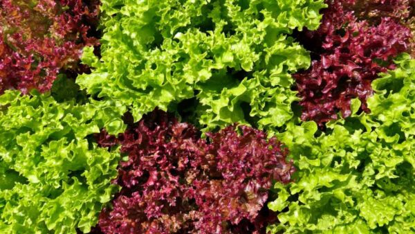 Lettuce Oakleaf Green